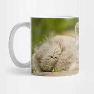 Arctic Wolf Pup Mug